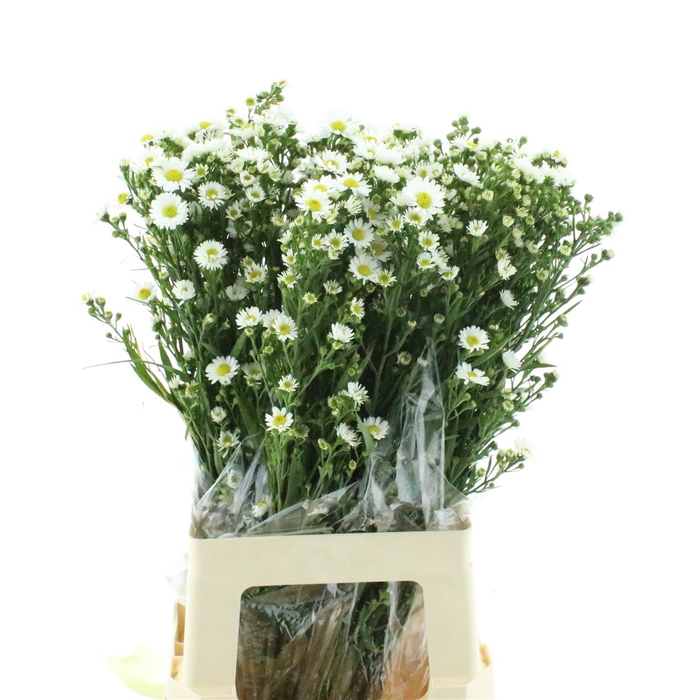 <h4>Aster Ov Wit</h4>