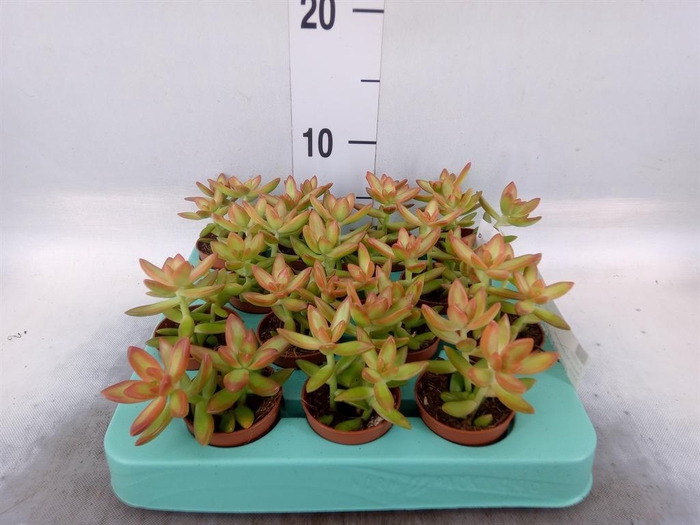 <h4>Sedum   ...</h4>