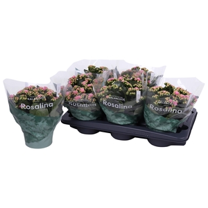 Kalan Gev 2Kl Roze - Wit