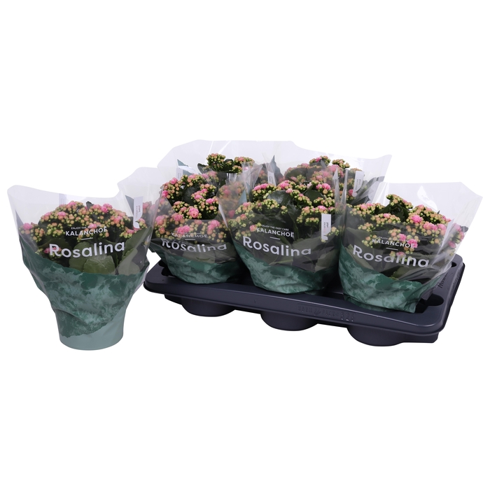 <h4>Kalan Gev 2Kl Roze - Wit</h4>