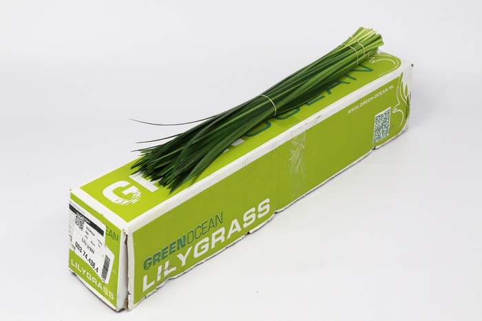 Lily grass