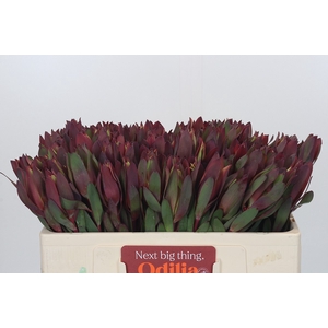 Leucadendron Senorita