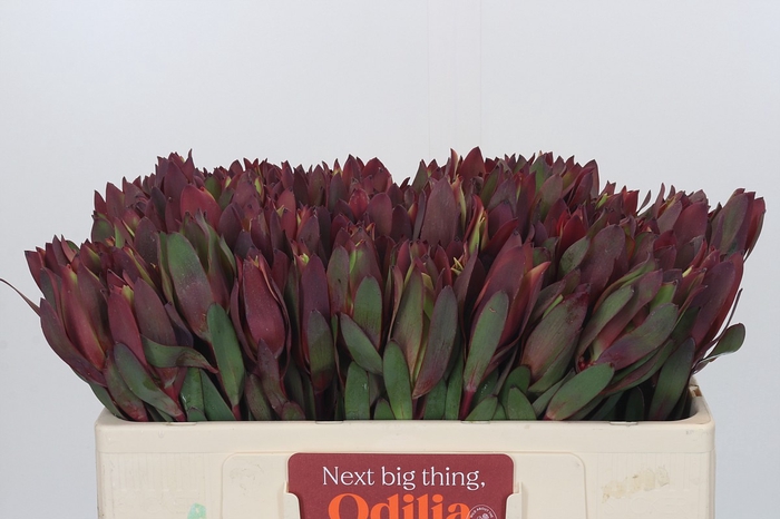 <h4>Leucadendron Senorita</h4>