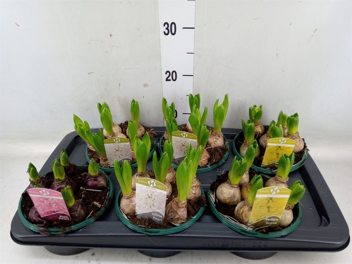 <h4>Hyacinthus orie.   ...mix 3</h4>