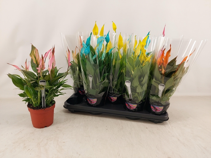 <h4>SPATH BELLINI</h4>