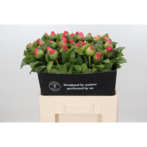 Paeonia Coco Chiffon
