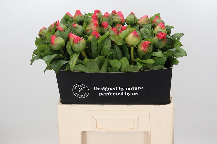 <h4>Paeonia Coco Chiffon</h4>