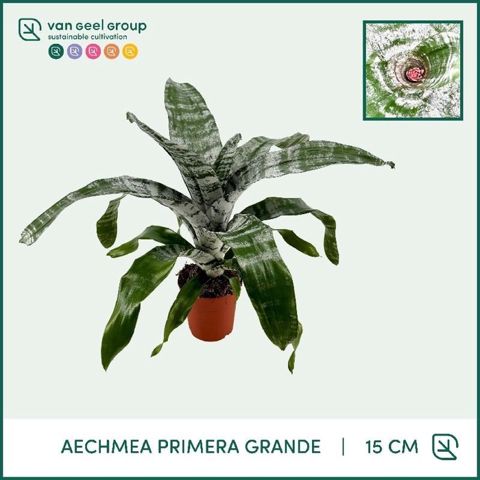 <h4>Aechmea Primera rose Grande, beperkt leverbaar</h4>