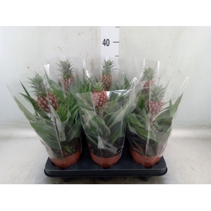 Ananas  'Rosita'