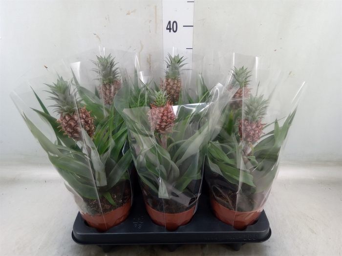 <h4>Ananas  'Rosita'</h4>