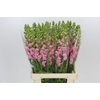 Antirrhinum Potomac Early Pink