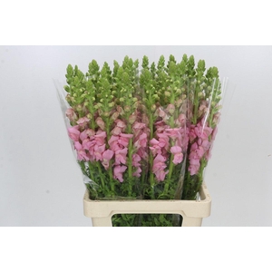 ANTIRRHINUM POTOMAC EARLY PINK
