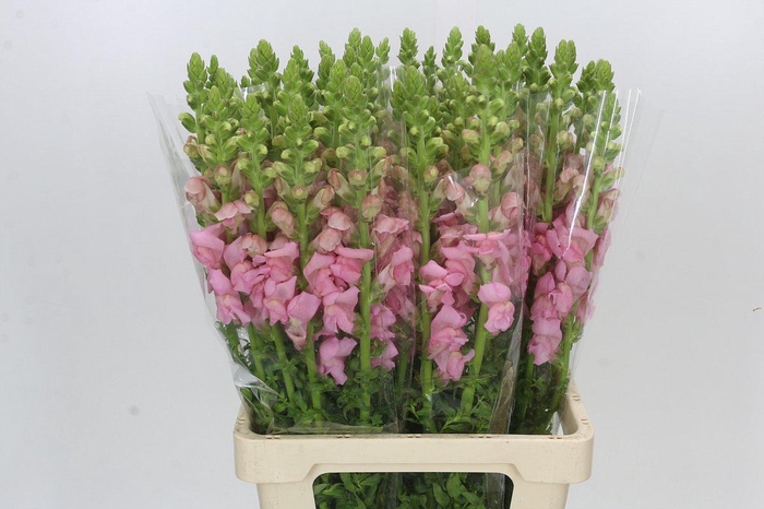 <h4>Antirrhinum Potomac Early Pink</h4>