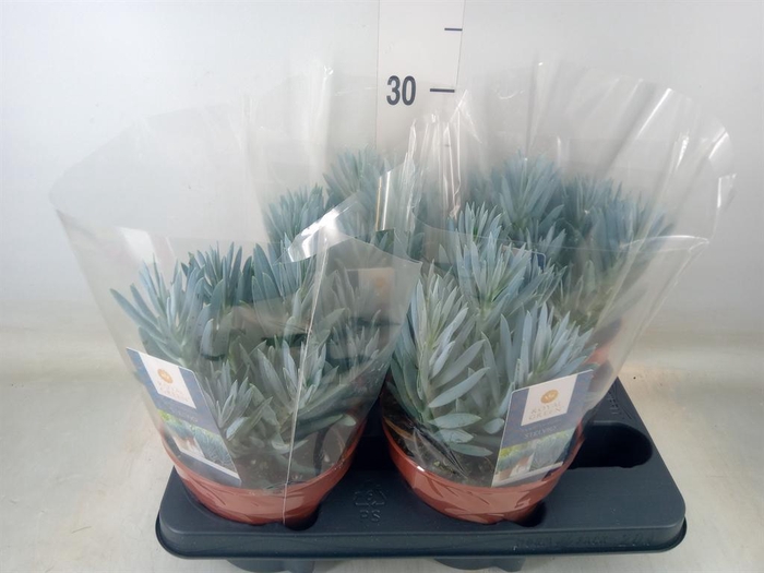 <h4>Curio ficoides 'Stelvio'</h4>