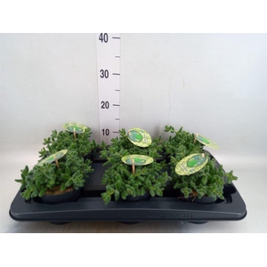 Delosperma echinatum