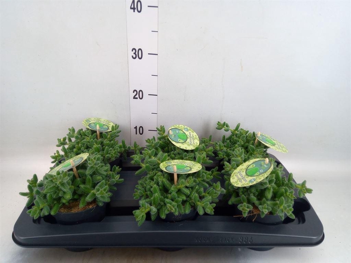 <h4>Delosperma echinatum</h4>