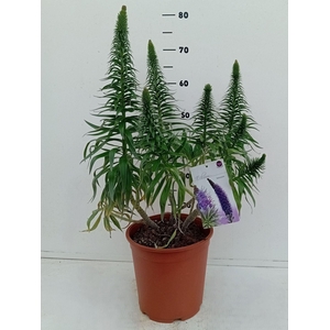 Echium webbii