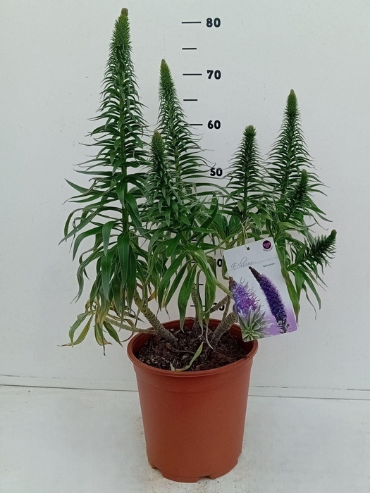 <h4>Echium webbii</h4>