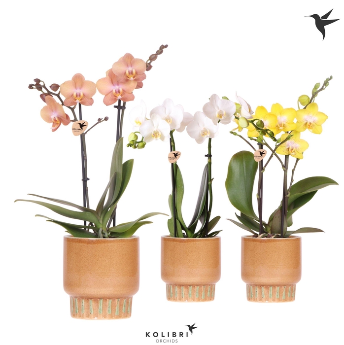 <h4>Kolibri Orchids Phalaenopsis mix 2 spike in Bold pot cognac</h4>