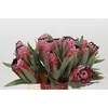 Protea Red Magic