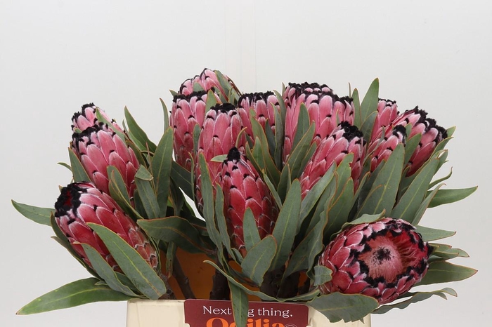 Protea Red Magic