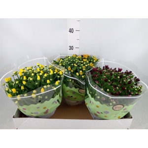 Chrysanthemum   ..mix 5