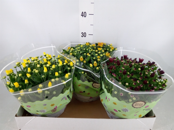 <h4>Chrysanthemum   ..mix 5</h4>