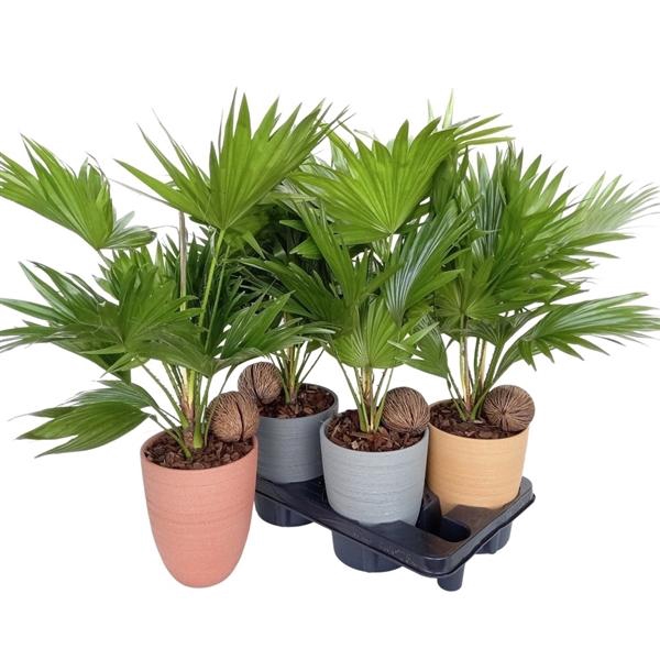 <h4>Livistona rotundifolia</h4>
