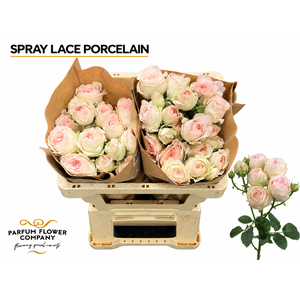 Rosa Spray Lace Porcelain