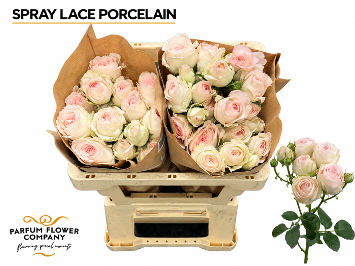 <h4>Rosa Spray Lace Porcelain</h4>