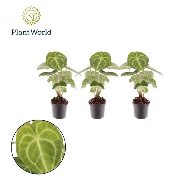 <h4>Anthurium niet bloeiend clarinervium</h4>