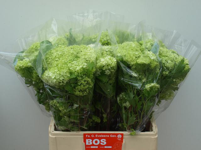 <h4>VIBURNUM ROSEUM BOS</h4>