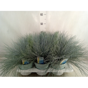 Festuca glauca 'Intens Blue'