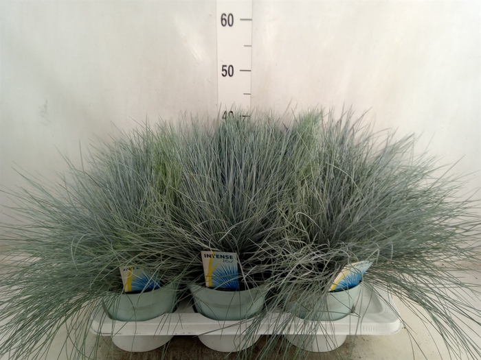 Festuca glauca 'Intens Blue'