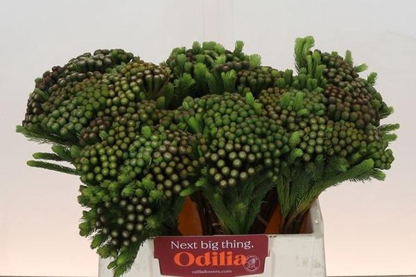 <h4>BRUN ALBIFLORA</h4>