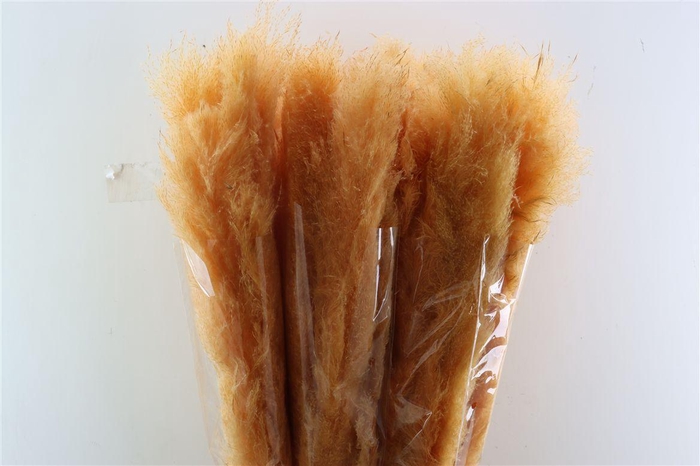 <h4>Dried Cortaderia Dadang Salmon 110cm P Stem</h4>