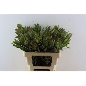 Leucad High Light 60cm