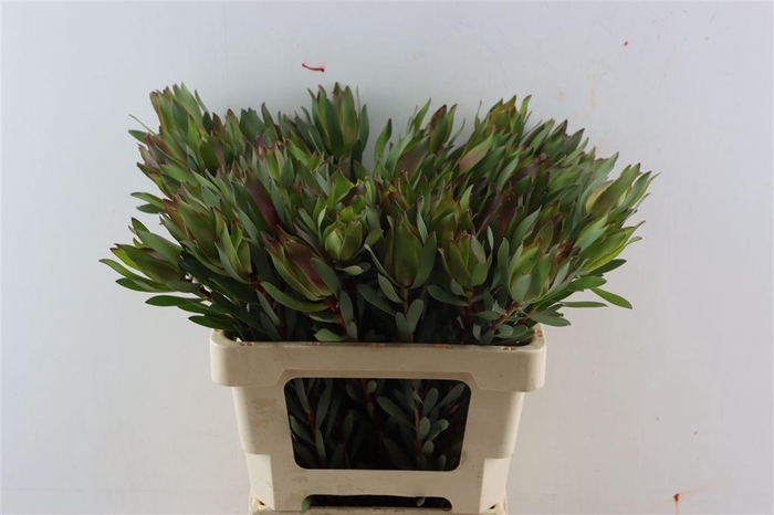 <h4>Leucad High Light 60cm</h4>