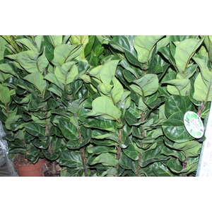 FICUS LYRATA BAMBINO P23 MIN 3 HT COMPACTO