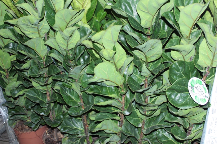 <h4>FICUS LYRATA BAMBINO P23 MIN 3 HT COMPACTO</h4>