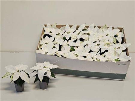 <h4>Euphor P Arctic Whit</h4>