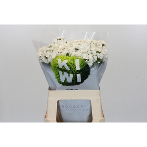 Dianthus Br Kiwi Bunny XXL