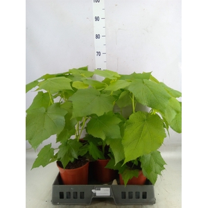 Sparrmannia africana
