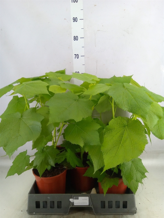 <h4>Sparrmannia africana</h4>