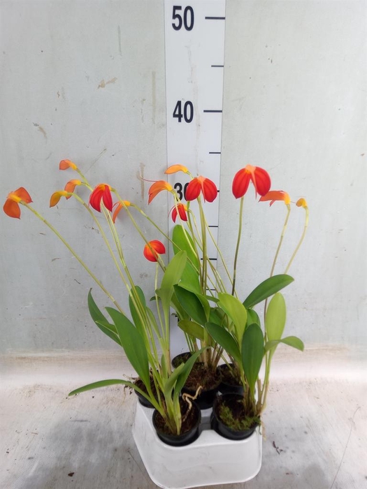 <h4>Orchideeen ...</h4>