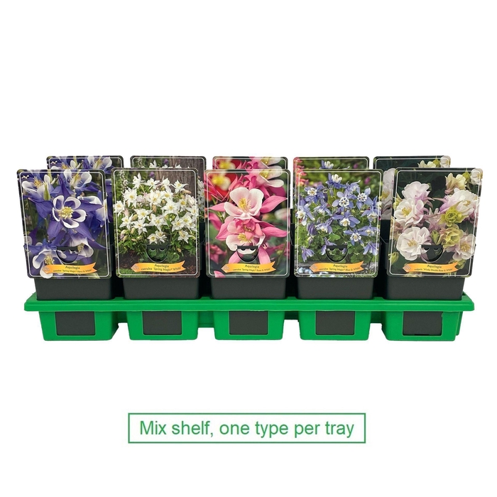 <h4>Aquilegia caerulea</h4>