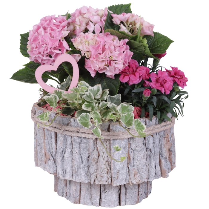 <h4>Mothersday Arr. Outdoor Wooden White Bark Pot on Stand Ø24cm 3PP</h4>