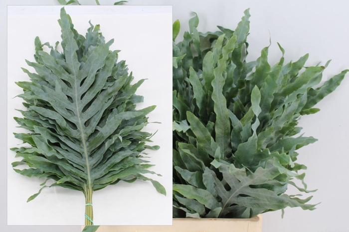 <h4>Phlebodium A. Blue Star Extra</h4>