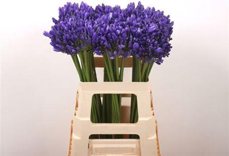 <h4>Agap Eyfori Blue 60cm</h4>