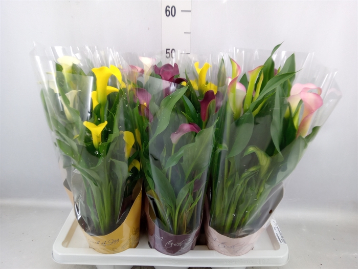 <h4>Zantedeschia   ...mix</h4>